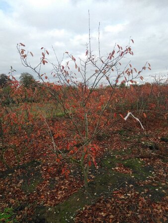 Amelanchier lamarckii 200-250 cm draadkluit solitair struik - afbeelding 1