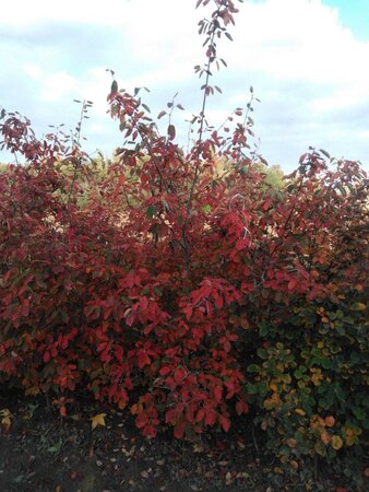 Amelanchier lamarckii 200-250 cm draadkluit solitair struik - afbeelding 2
