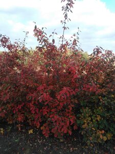 Amelanchier lamarckii 200-250 cm draadkluit solitair struik - afbeelding 2