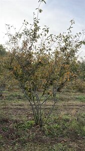 Amelanchier lamarckii 250-300 cm draadkluit meerstammig - afbeelding 9