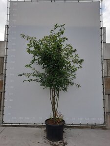 Amelanchier lamarckii 250-300 cm WRB multi-stem - image 5