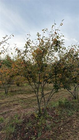 Amelanchier lamarckii 250-300 cm WRB multi-stem - image 8