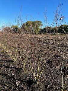 Amelanchier lamarckii 250-300 cm WRB multi-stem - image 3