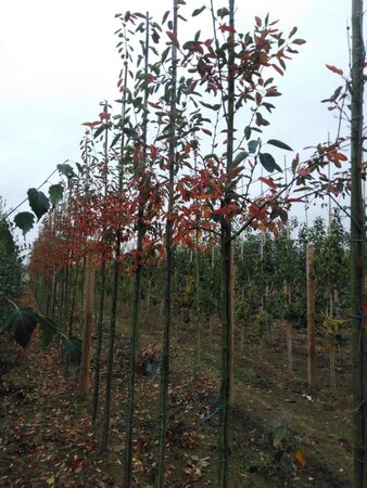 Amelanchier lamarckii 6-8 Hoogstam wortelgoed wortelecht - afbeelding 4