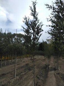 Betula albosin. 'Fascination' 10-12 cm wortelgoed geveerd - afbeelding 2