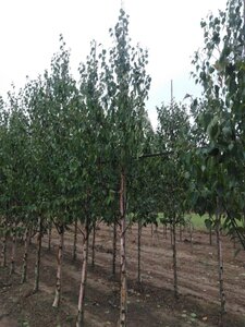 Betula albosin. 'Fascination' 12-14 cm wortelgoed geveerd 2 X verplant