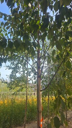 Betula albosin. 'Fascination' 16-18 Hoogstam draadkluit 3 X verplant - afbeelding 2