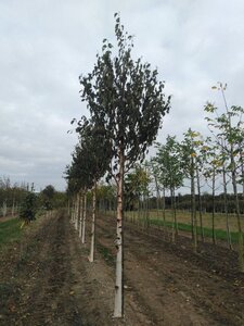 Betula albosin. 'Fascination' 20-25 Hoogstam draadkluit 3 X verplant - afbeelding 2
