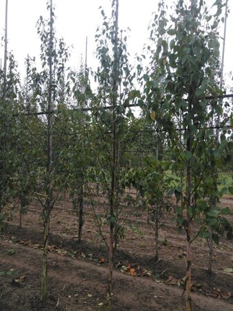 Betula albosin. 'Fascination' 6-8 cm wortelgoed geveerd - afbeelding 4
