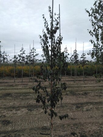 Betula albosin. 'Fascination' 6-8 cm wortelgoed geveerd - afbeelding 3