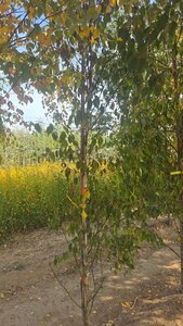Betula albosin. 'Fascination' 8-10 cm wortelgoed geveerd - afbeelding 2