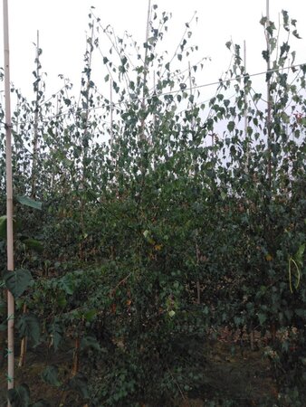 Betula pendula=verrucosa=alba 10-12 cm wortelgoed geveerd - afbeelding 4