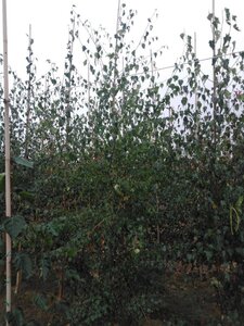Betula pendula=verrucosa=alba 10-12 cm wortelgoed geveerd - afbeelding 4