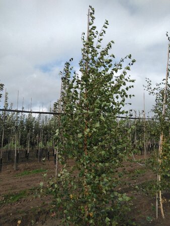Betula pendula=verrucosa=alba 12-14 cm wortelgoed geveerd 2 X verplant - afbeelding 2