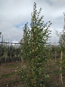 Betula pendula=verrucosa=alba 12-14 cm wortelgoed geveerd 2 X verplant - afbeelding 2