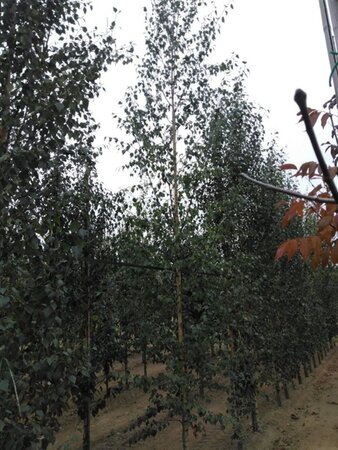 Betula pendula=verrucosa=alba 14-16 Hoogstam draadkluit 2 X verplant - afbeelding 5