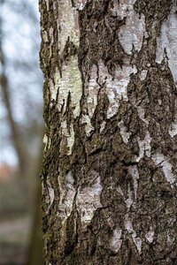 Betula pendula=verrucosa=alba 16-18 STA WRB 3 X V