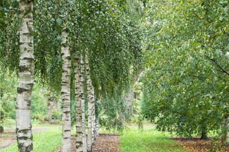 Betula pendula=verrucosa=alba 16-18 STA WRB 3 X V - image 3