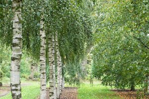 Betula pendula=verrucosa=alba 16-18 STA WRB 3 X V - image 3