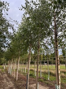 Betula pendula=verrucosa=alba 18-20 STA WRB 3 X V - image 5