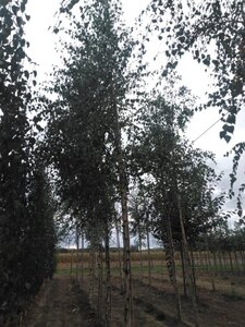 Betula pendula=verrucosa=alba 18-20 STA WRB 3 X V - image 4