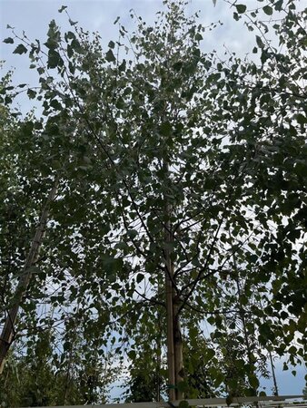 Betula pendula=verrucosa=alba 18-20 STA WRB 3 X V - image 6