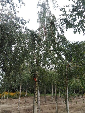 Betula pendula=verrucosa=alba 20-25 Hoogstam draadkluit 3 X verplant - afbeelding 2