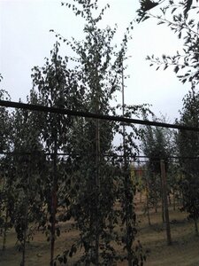 Betula pendula=verrucosa=alba 8-10 cm wortelgoed geveerd - afbeelding 5