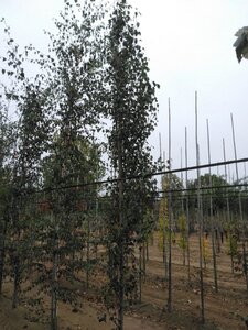 Betula p. 'Fastigiata' 10-12 cm wortelgoed geveerd - afbeelding 6
