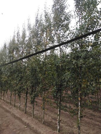 Betula p. 'Fastigiata' 10-12 cm wortelgoed geveerd - afbeelding 5