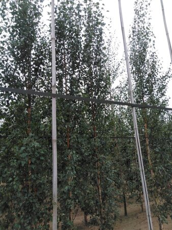 Betula p. 'Fastigiata' 12-14 cm wortelgoed geveerd 2 X verplant - afbeelding 5