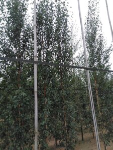 Betula p. 'Fastigiata' 12-14 cm wortelgoed geveerd 2 X verplant - afbeelding 5