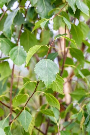 Betula p. 'Fastigiata' 12-14 cm wortelgoed geveerd 2 X verplant - afbeelding 2