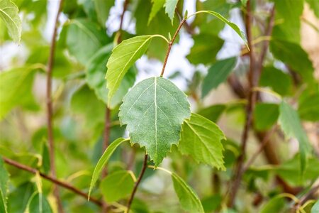 Betula p. 'Fastigiata' 12-14 cm wortelgoed geveerd 2 X verplant - afbeelding 3