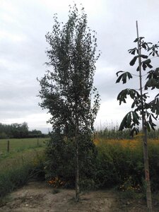 Betula p. 'Fastigiata' 20-25 cm WRB feathered 4 X V