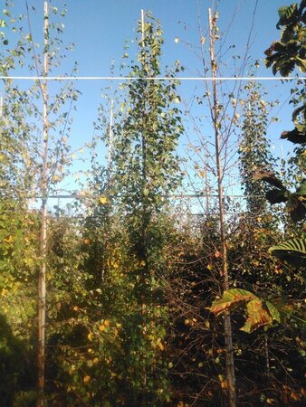 Betula p. 'Fastigiata' 6-8 cm wortelgoed geveerd - afbeelding 5
