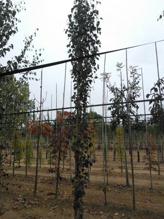 Betula p. 'Fastigiata' 6-8 cm wortelgoed geveerd - afbeelding 7
