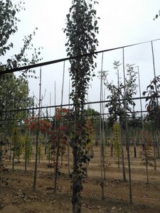 Betula p. 'Fastigiata' 6-8 cm wortelgoed geveerd - afbeelding 7