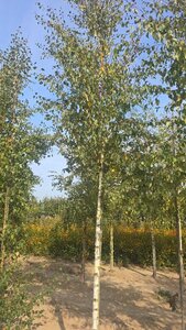 Betula pubescens 16-18 Hoogstam draadkluit 3 X verplant - afbeelding 3