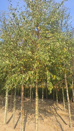 Betula pubescens 18-20 Hoogstam draadkluit 3 X verplant - afbeelding 4