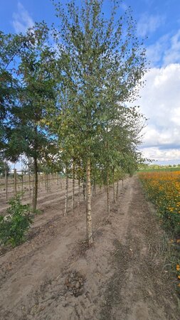 Betula pubescens 20-25 Hoogstam draadkluit 3 X verplant - afbeelding 3