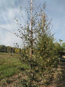 Betula pubescens 8-10 cm wortelgoed geveerd - afbeelding 4