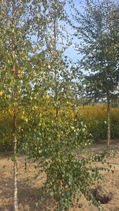 Betula pubescens 8-10 cm wortelgoed geveerd - afbeelding 5