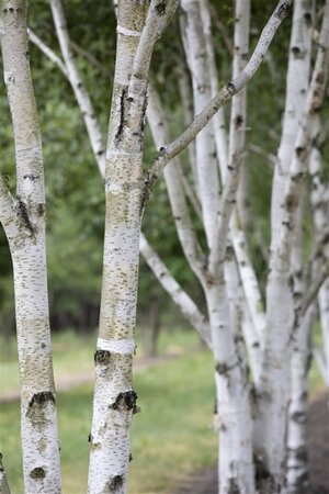 Betula pubescens 8-10 cm wortelgoed geveerd - afbeelding 3