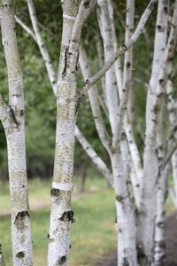 Betula pubescens 8-10 cm wortelgoed geveerd - afbeelding 3