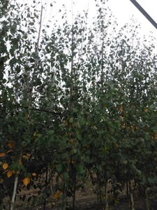 Betula utilis jacquemontii (= Doorenbos) 10-12 cm wortelgoed geveerd - afbeelding 2