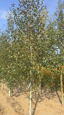 Betula utilis jacquemontii (= Doorenbos) 10-12 cm wortelgoed geveerd - afbeelding 4