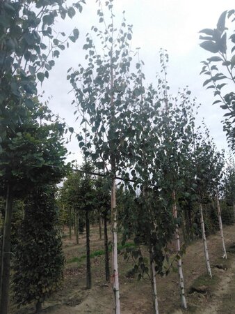 Betula utilis jacquemontii (= Doorenbos) 10-12 cm wortelgoed geveerd - afbeelding 3