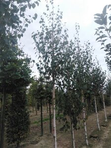 Betula utilis jacquemontii (= Doorenbos) 10-12 cm wortelgoed geveerd - afbeelding 3