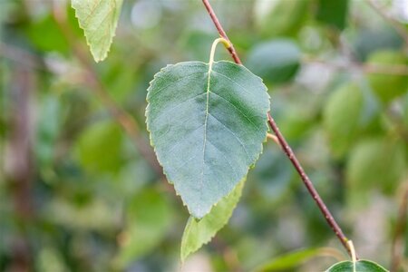 Betula utilis jacquemontii (= Doorenbos) 12-14 cm wortelgoed geveerd 2 X verplant - afbeelding 1